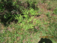 Pteridium aquilinum feei