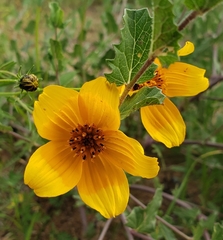 Sclerocarpus uniserialis