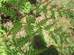 Pteridium aquilinum feei