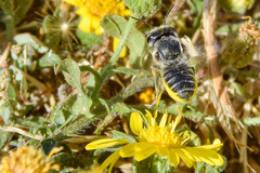 Megachile brevis