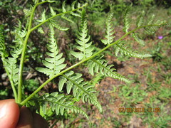 Pteridium aquilinum feei