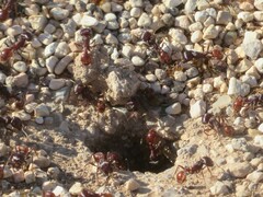 Pogonomyrmex barbatus