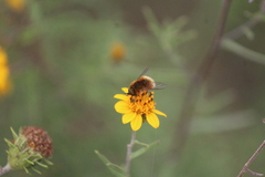 Bombyliinae