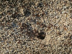 Pogonomyrmex barbatus