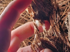 Wrightoporia austrosinensis