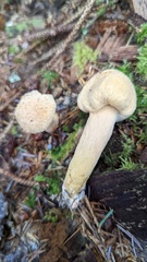 Chroogomphus tomentosus