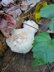 Hericium erinaceus