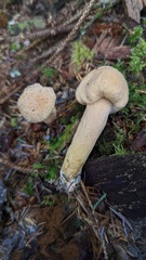 Chroogomphus tomentosus