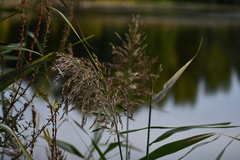Phragmites australis