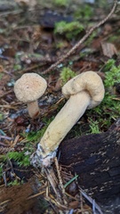 Chroogomphus tomentosus