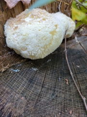Hericium erinaceus
