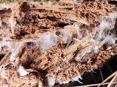 Wrightoporia austrosinensis