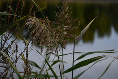 Phragmites australis