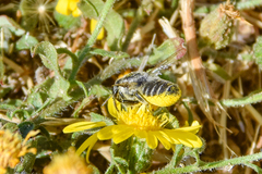 Megachile brevis