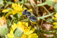 Megachile brevis