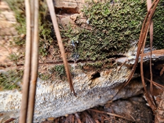 Wrightoporia austrosinensis