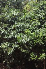 Tabernaemontana orientalis