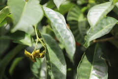 Tabernaemontana orientalis