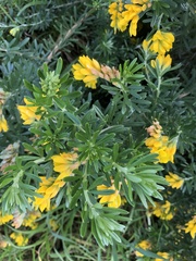 Genista linifolia
