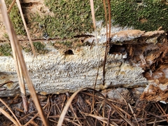 Wrightoporia austrosinensis