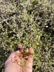 Scandia geniculata