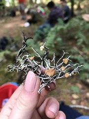 Hypogymnia imshaugii