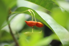 Tabernaemontana orientalis