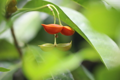 Tabernaemontana orientalis