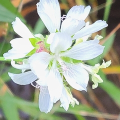 Sidalcea candida