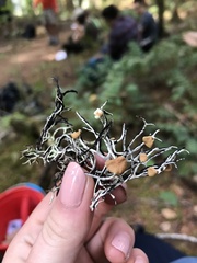 Hypogymnia imshaugii