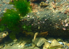 Coscinasterias muricata