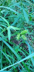 Carex lupulina
