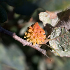 Burnettweldia corallina