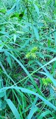 Carex lupulina