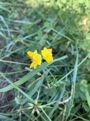 Lotus corniculatus