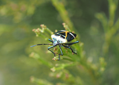 Commius elegans