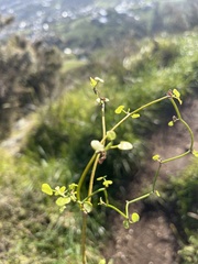 Scandia geniculata