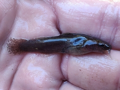 Noturus leptacanthus