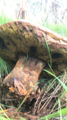 Suillellus amygdalinus