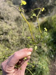 Scandia geniculata