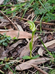 Pterostylis alpina