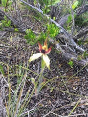 Caladenia macrostylis