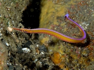 Orange Pipefish
