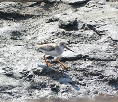 Xenus cinereus