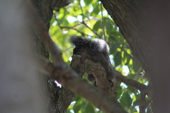 Sciurus yucatanensis