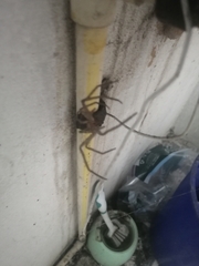 Heteropoda venatoria