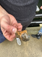 Botrylloides violaceus