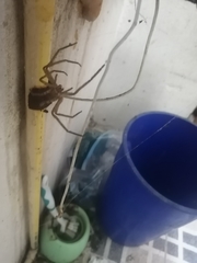 Heteropoda venatoria