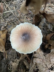 Lepiota rubrotinctoides