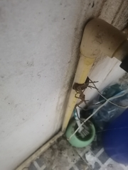 Heteropoda venatoria